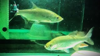 2 Atlantic tarpon 3 to 10inch in 4 months moved out of small fish tank Indo tarpon update [upl. by Intihw]