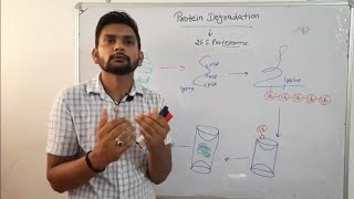 Protein Degradation ProteasomeCSIR NET in Hindi [upl. by Iadam]