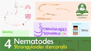 Strongyloides stercoralis [upl. by Norreg]