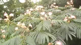 The diverse uses of the mimosa silk tree [upl. by Wilkinson]