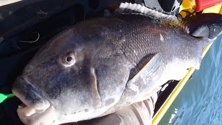 10PoundPlus Jig Blackfish while Kayak Fishing [upl. by Rawley]