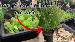 Guia Completo para Plantar e Cuidar de manjericão em Casa [upl. by Etteloc225]