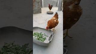 hen eating leaves 🐓blaze and darzy🐔 chicken chickensong hen rooster aseelmurga desimurgi [upl. by Ennaej]