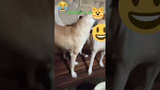 Cute Dog Na Makukulit doggy fighting ytshorts [upl. by Floyd]