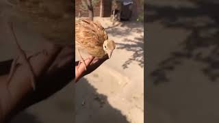 grey francolin chicks on handbirds trending wildlife shortsfeed [upl. by Deeann105]