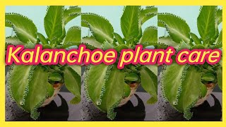 How to grow kalenchoe pinnatakalenchoe plant care [upl. by Shirberg]