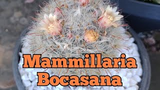 cactos Coleção Mammillaria Bocasana floração e dicas de cultivo [upl. by Guilbert]