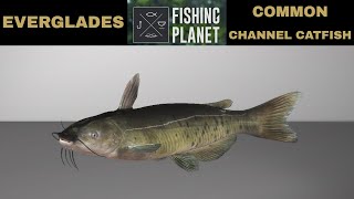 Fishing Planet EVERGLADES CHANNEL CATFISH Common [upl. by Dlabihcra844]