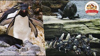 【過酷】イワトビペンギンの父親が海獣に襲われた！それでも子供のために必死で崖を登る…その結末は【どうぶつ奇想天外／WAKUWAKU】 [upl. by Egedan]