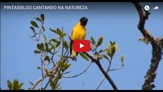 PINTASSILGO CANTANDO NA NATUREZA [upl. by Wylen603]