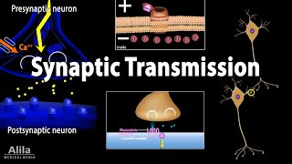 Neuroscience basics Synaptic transmission  Chemical synapse Animation [upl. by Von60]