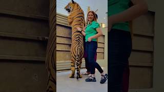 BENGAL TIGER HAVING FUN shorts ytshorts youtubeshorts tiger lion [upl. by Atnovart]