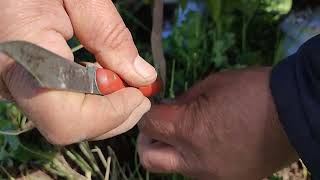 Le greffage en écusson à oeil poussant des orangers [upl. by Yrocal]