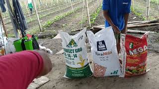 Fertilizer sa mga bago Kong mga pananim Ito po mga ka farmers share ko lang sa Inyo 👍 [upl. by Malcolm]