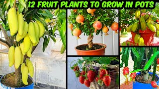 गमले में ढेर सारे फल देने वाले 12 फ्रूट प्लांट  Fruit Plants To Grow In Pots amp Get Lots Of Fruits [upl. by Seko765]