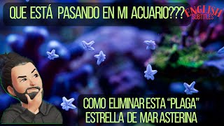 Como eliminar la quotPlagaquot Estrella de Mar Asterina [upl. by Lowrance636]