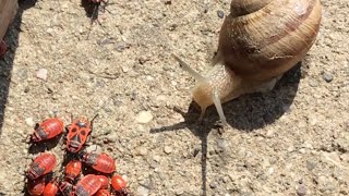 Éticsigák  Helix pomatia találkozása verőköltő bodobács  poloska lárvákkal  Pyrrhocoridae [upl. by Coshow]