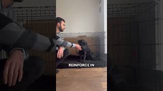 Cane Corso Threshold Training canecorso [upl. by Tterrag]