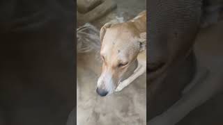 badalo ke mod comedy funny doglover youtubeshorts [upl. by Kennett]