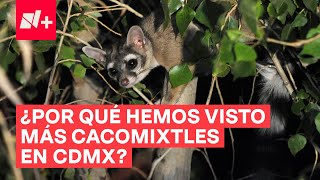 ¿Por qué hemos visto más cacomixtles en CDMX  N [upl. by Lrae]