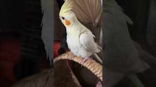 Goldi what are you doing shortvideo birdslover [upl. by Hermon176]