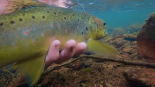 High Country Trout Fishing in Licola Wellington River Day 1 [upl. by Alexandr]