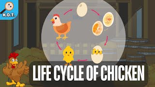 Life Cycle of a Chicken [upl. by Hsoj]