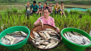 Harvest Fish In The Fields To Sell  Grilled Fish amp Cook Sour  Lý Thị Ca [upl. by Lazes742]