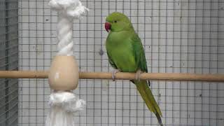 Halsbandparkiet  Parakeet  Budgie  Parkiet [upl. by Bigler]