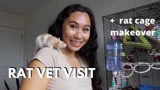 my first RAT VET VISIT respiratory infection amp new cage layout tour [upl. by Louisa689]