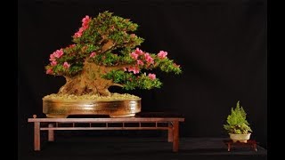 Top 20 Best Trees For Bonsai All You Need To Know  AZALEA 1 [upl. by Plank]