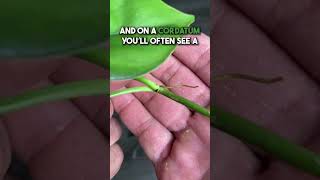 How To Propagate Philodendron Cordatum [upl. by Shoshana]