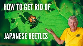 Japanese Beetle Control The Ultimate Guide for a BeetleFree Garden [upl. by Sorkin]