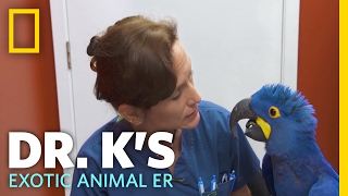 The Big Blue Bird  Dr Ks Exotic Animal ER [upl. by Naor]