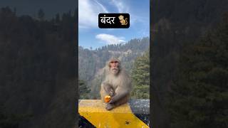 बंदर ने तो संतरा। दिया ही नहीं 😀🐒🐒😀😀😀😀😀😀😀 animal babymonkey comedy funnyvideo [upl. by Yengac345]