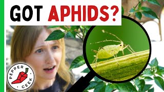 Managing Aphids In The Garden  Pepper Geek [upl. by Rundgren]