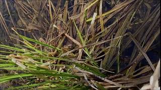 Boreal Chorus Frog Pseudacris maculata calling [upl. by Ayatahs]