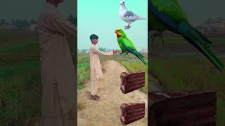 Open The Peastri Kabotr Tota Duck And Dog trending shorts viralvideos cartoon [upl. by Ayatahs]