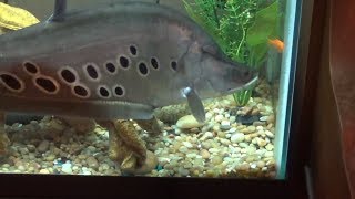 Feeding my Clown Knifefish in SLOW MOTION [upl. by Rabah]