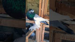 Magpie pouter pigeon beauty ❤️💥💕🤩 pigeon danyorepigeonsloftdpl danyorepigeonsloftdpl [upl. by Yard]