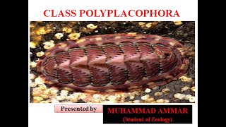 Class PolyplacophoraChitons [upl. by Arhsub]