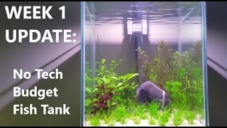 Week 1 Update Budget No tech No Filter No Heater No Ferts No co2 Walstad Method Fish Tank [upl. by Analra188]