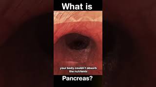 What is Pancreas [upl. by Ruscher]