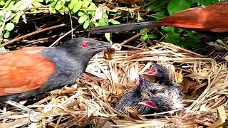 Greater Coucal Birds bring a frog to feed their young in their nest [upl. by Leahcin]