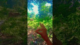 hand video love dance loveallahﷻ [upl. by Averell]