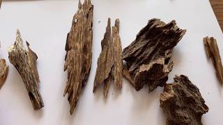 Cultivated Agarwood Vs Wild Agarwood How To Tell [upl. by Rudolfo]