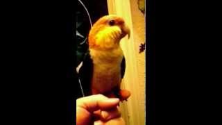 How Loud is a Caique Parrot [upl. by Ayaros]