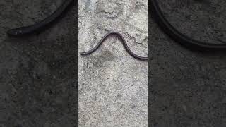 Common Blind snake [upl. by Siobhan323]