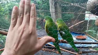 PERICOS VERDES ¿ COMO REPRODUCIR PERICOS VERDES  TOP NIDOS CORTEJO DEL PERIQUITO VERDE COSTERO [upl. by Meit]