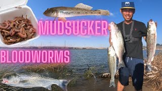 Fishing at Rio Vista HWY 160  Sherman Island for Striped Bass Using Bloodworms and Mudsuckers 2021 [upl. by Nylareg]